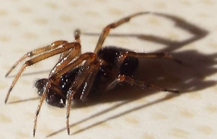 Steatoda bipunctata - Vigo di Fassa (TN)